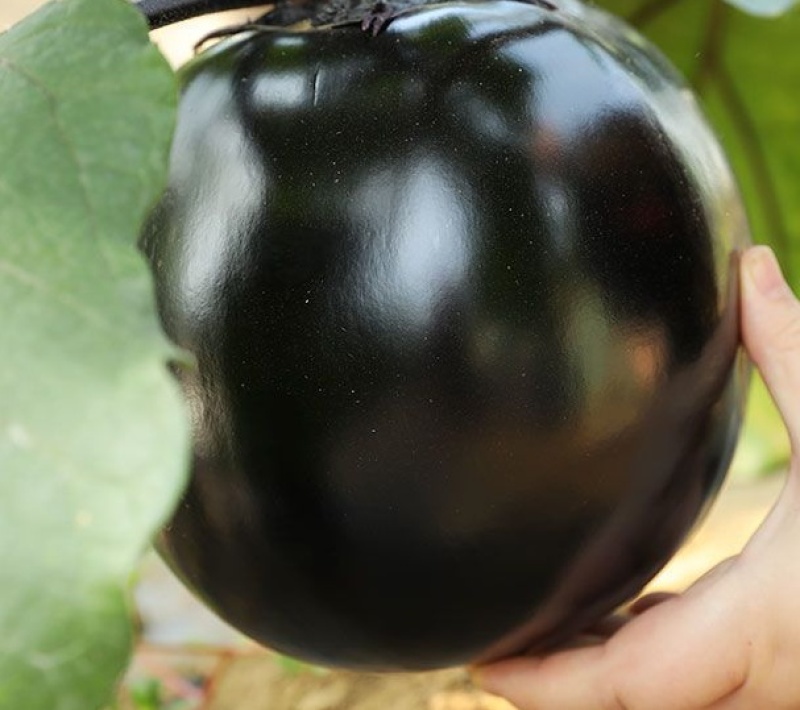 黑茄王苗黑宝茄子苗硕源黑宝茄子苗黑茄王苗免费技术指导