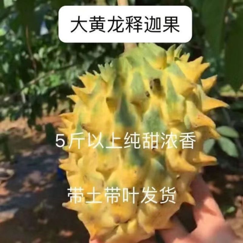 黄龙释迦果苗大果释迦耐寒树苗园林庭院基地直销新品耐寒