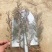 河北定州侧柏小苗子播柏树苗扁柏小苗现侧柏苗基地直发