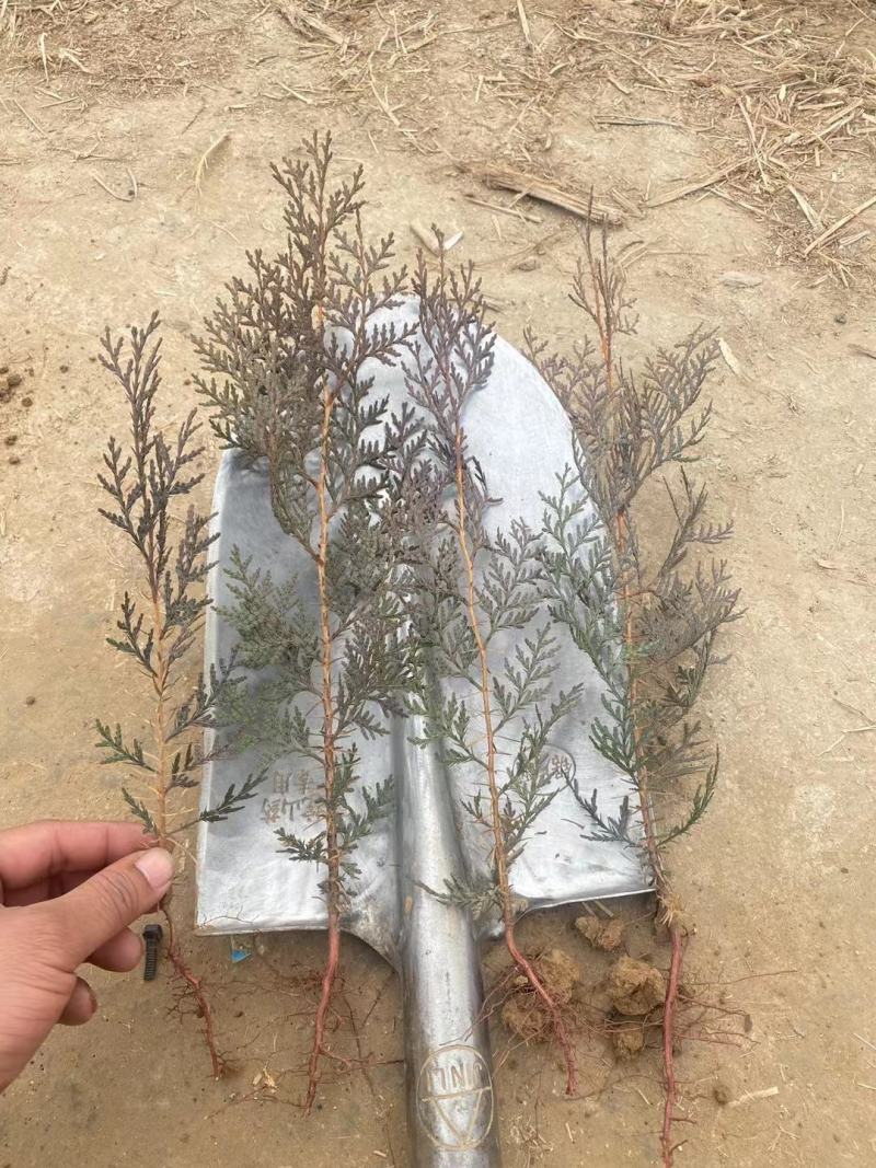 河北定州侧柏小苗子播柏树苗扁柏小苗现侧柏苗基地直发
