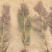河北定州侧柏小苗子播柏树苗扁柏小苗现侧柏苗基地直发