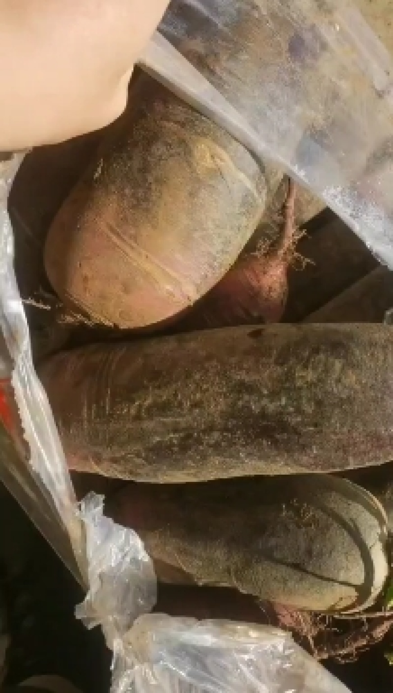 冰糖心冰淇淋水果萝卜甜度高