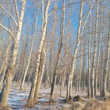 常年出售杨树，两米和两米六的