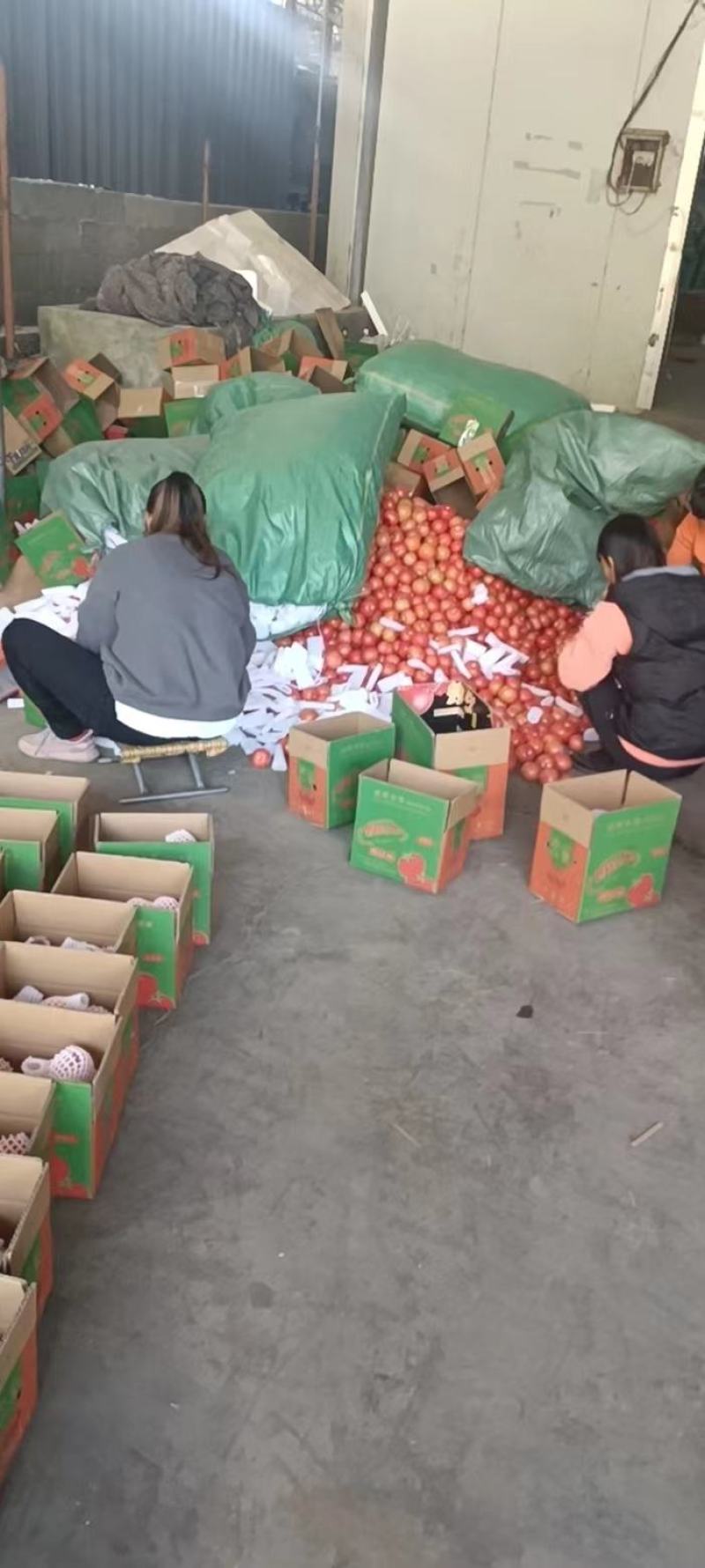 攀枝花米易普罗旺斯沙瓢西红柿硬粉红番茄电商一件代发
