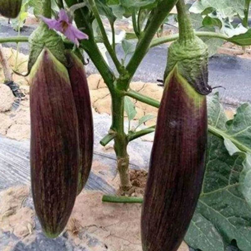 竹丝茄苗面包茄子苗竹丝茄子苗嫁接苗包回收免费技术指导