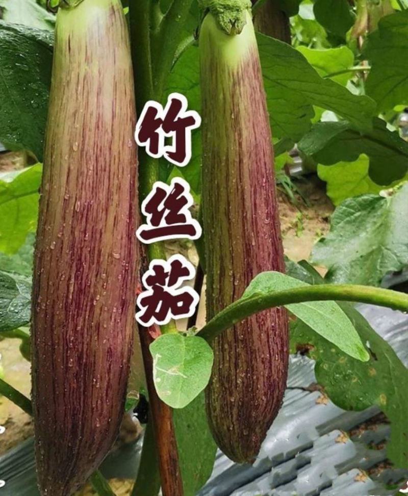 竹丝茄苗面包茄子苗竹丝茄子苗嫁接苗包回收免费技术指导