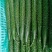 山东沂南精品密刺黄瓜