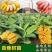 红香蕉苗广西粉蕉苗果树苗苹果粉蕉苗矮化蕉苗皇帝蕉苗可盆栽