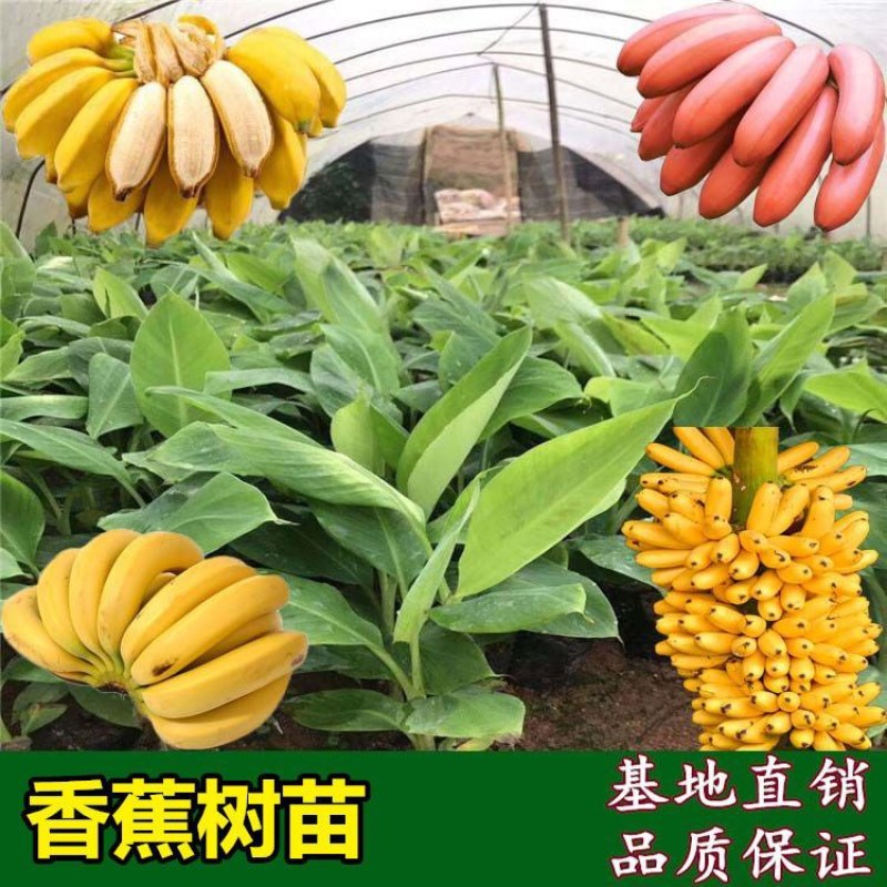 红香蕉苗广西粉蕉苗果树苗苹果粉蕉苗矮化蕉苗皇帝蕉苗可盆栽