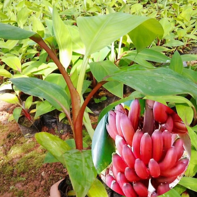 红香蕉苗广西粉蕉苗果树苗苹果粉蕉苗矮化蕉苗皇帝蕉苗可盆栽