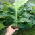 红香蕉苗广西粉蕉苗果树苗苹果粉蕉苗矮化蕉苗皇帝蕉苗可盆栽