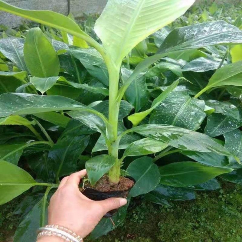 红香蕉苗广西粉蕉苗果树苗苹果粉蕉苗矮化蕉苗皇帝蕉苗可盆栽