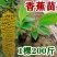 红香蕉苗广西粉蕉苗果树苗苹果粉蕉苗矮化蕉苗皇帝蕉苗可盆栽