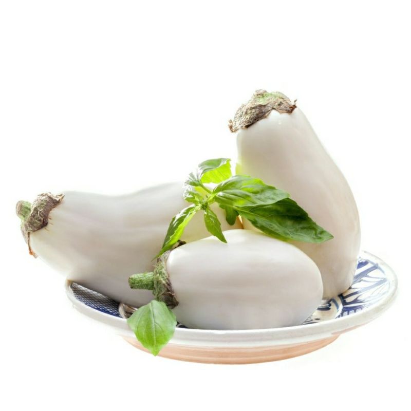 白茄子苗奶油白茄子苗象牙白茄子苗快园茄苗包回收