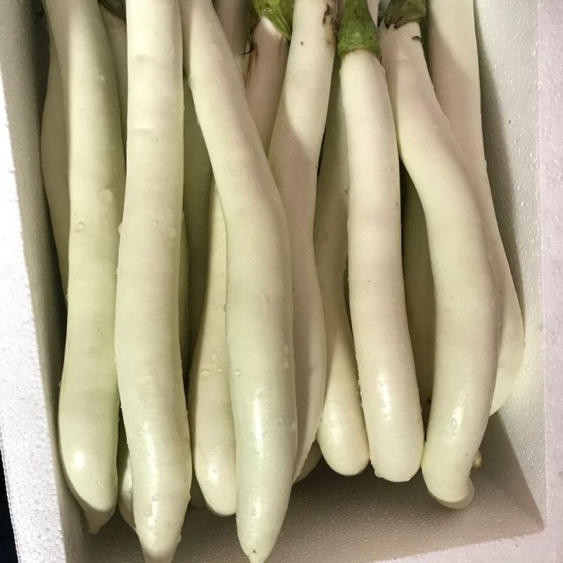 白茄子苗奶油白茄子苗象牙白茄子苗快园茄苗包回收