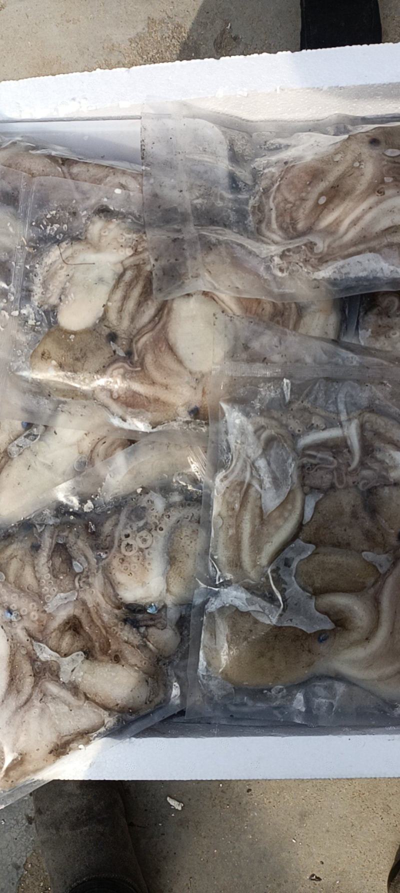 活冻鲜活大长腿八爪鱼短腿八爪鱼江苏海鲜水产