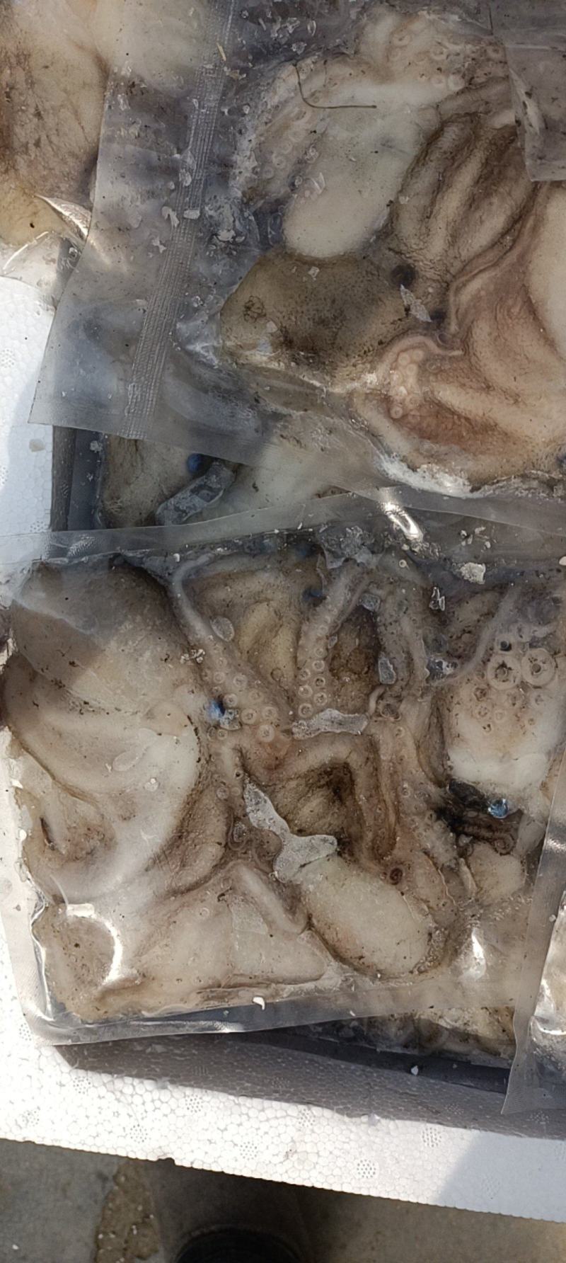活冻鲜活大长腿八爪鱼短腿八爪鱼江苏海鲜水产