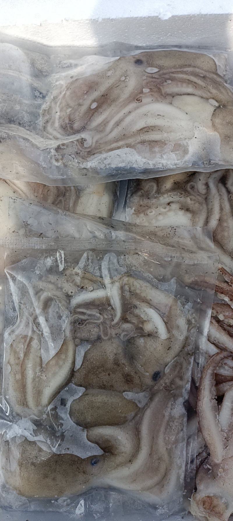 活冻鲜活大长腿八爪鱼短腿八爪鱼江苏海鲜水产