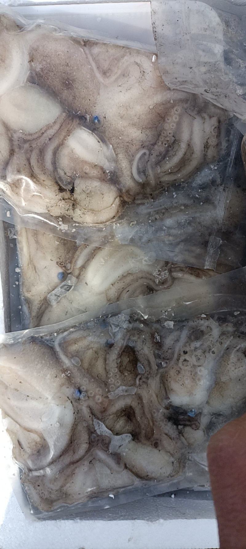 活冻鲜活大长腿八爪鱼短腿八爪鱼江苏海鲜水产