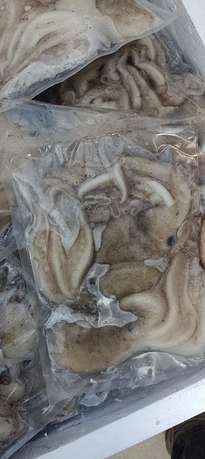 活冻鲜活大长腿八爪鱼短腿八爪鱼江苏海鲜水产