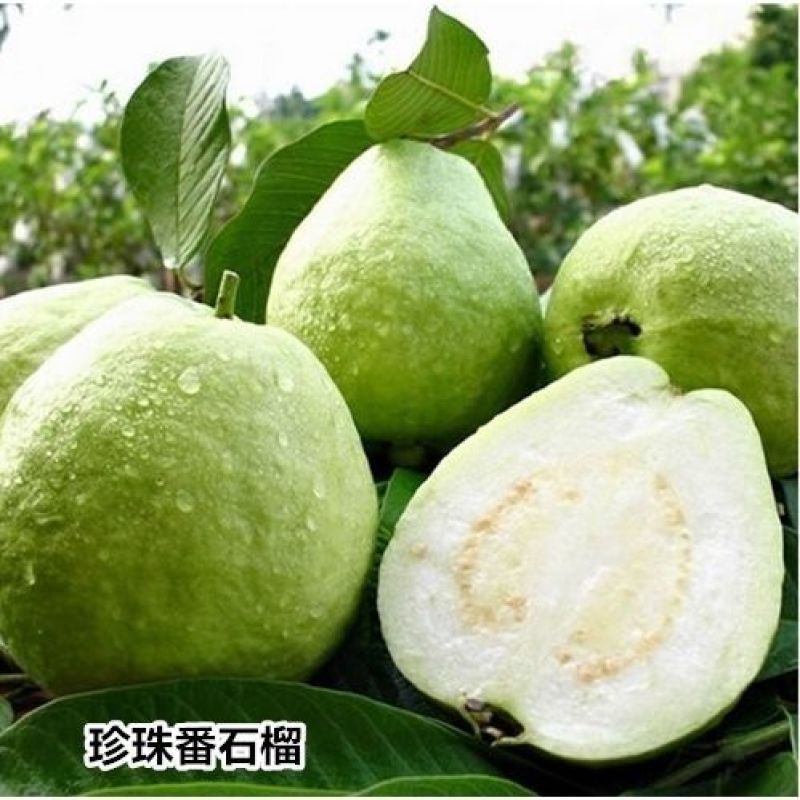 胭脂红番石榴苗芭乐树苗珍珠白红心红宝石无籽嫁接苗四季