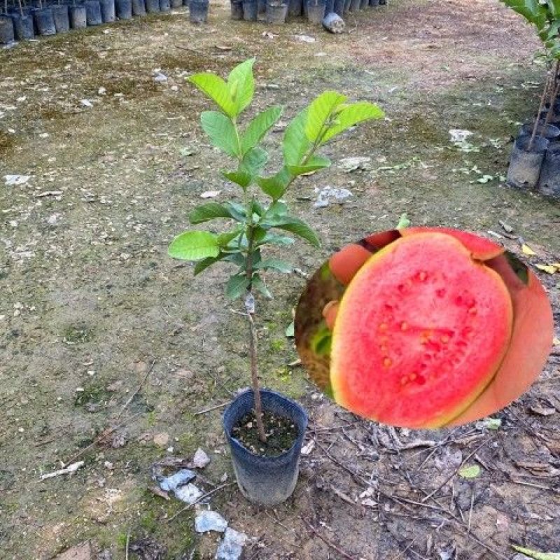 胭脂红番石榴苗芭乐树苗珍珠白红心红宝石无籽嫁接苗四季