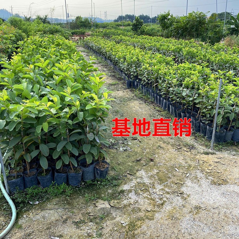 胭脂红番石榴苗芭乐树苗珍珠白红心红宝石无籽嫁接苗四季