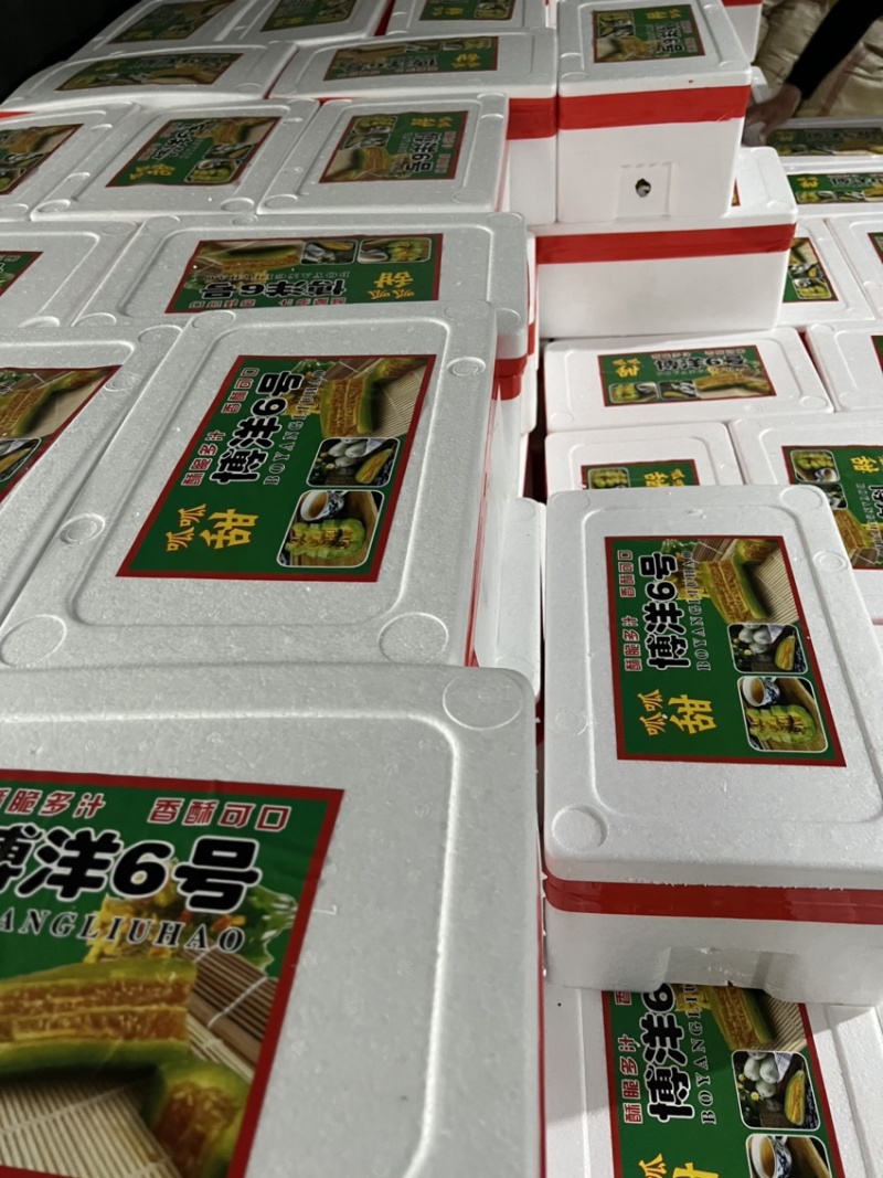 山东聊城博洋61甜瓜山东羊角蜜甜瓜香酥脆甜、糖度高