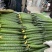 山东沂南精品密刺黄瓜
