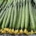 山东沂南精品密刺黄瓜