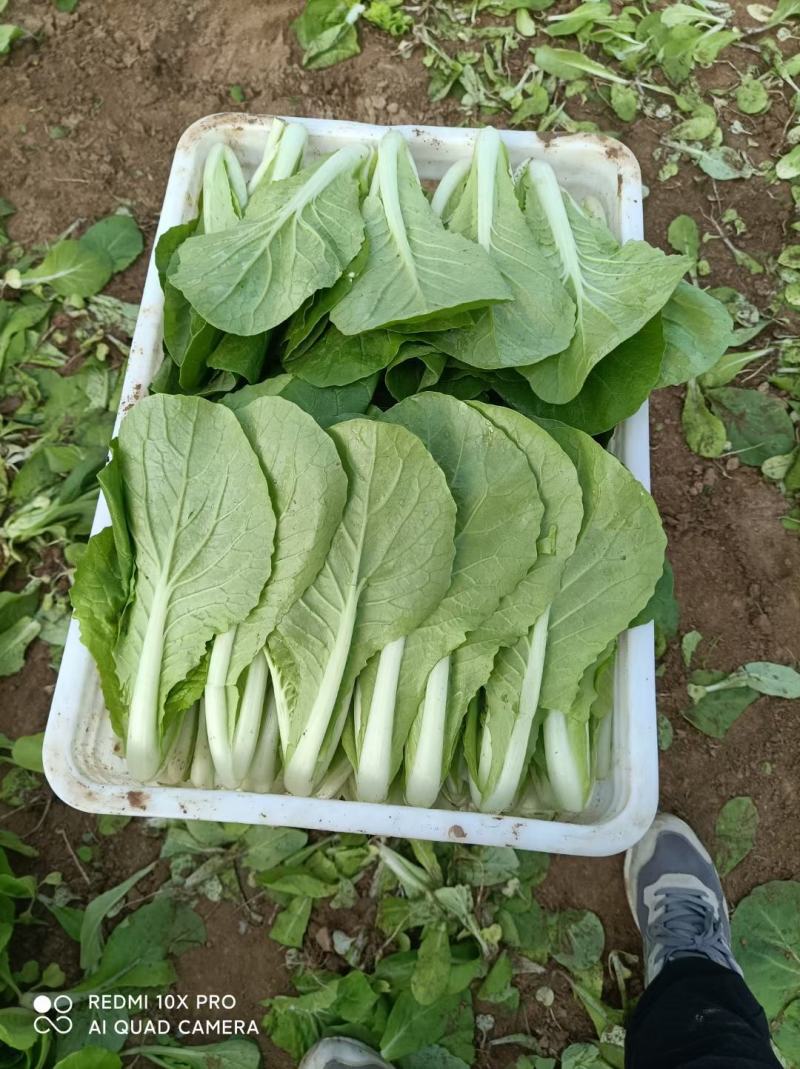 精选箱装，上海青，小白菜