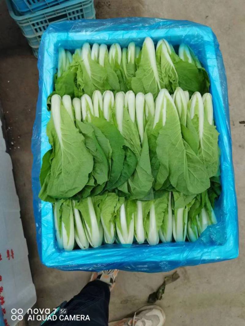 精选箱装，上海青，小白菜