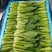 精选箱装，上海青，小白菜