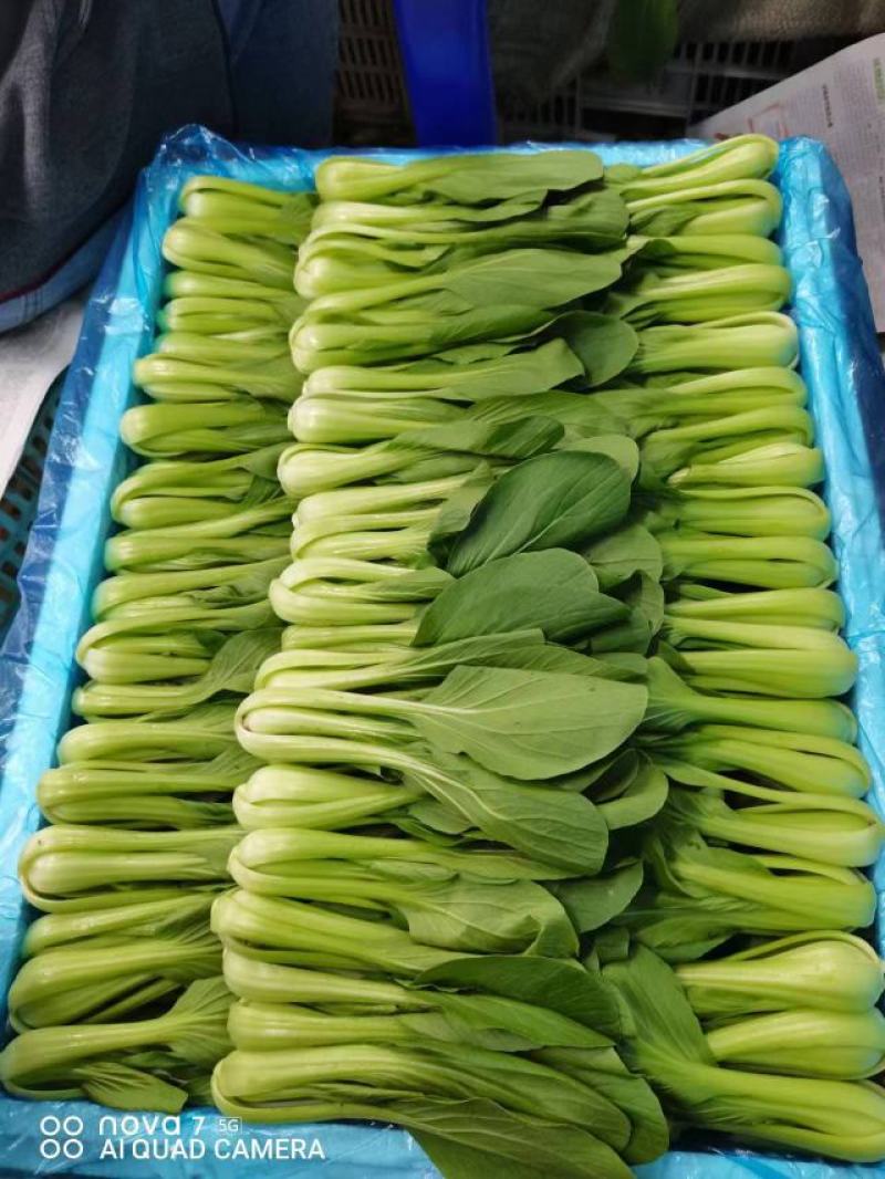 精选箱装，上海青，小白菜
