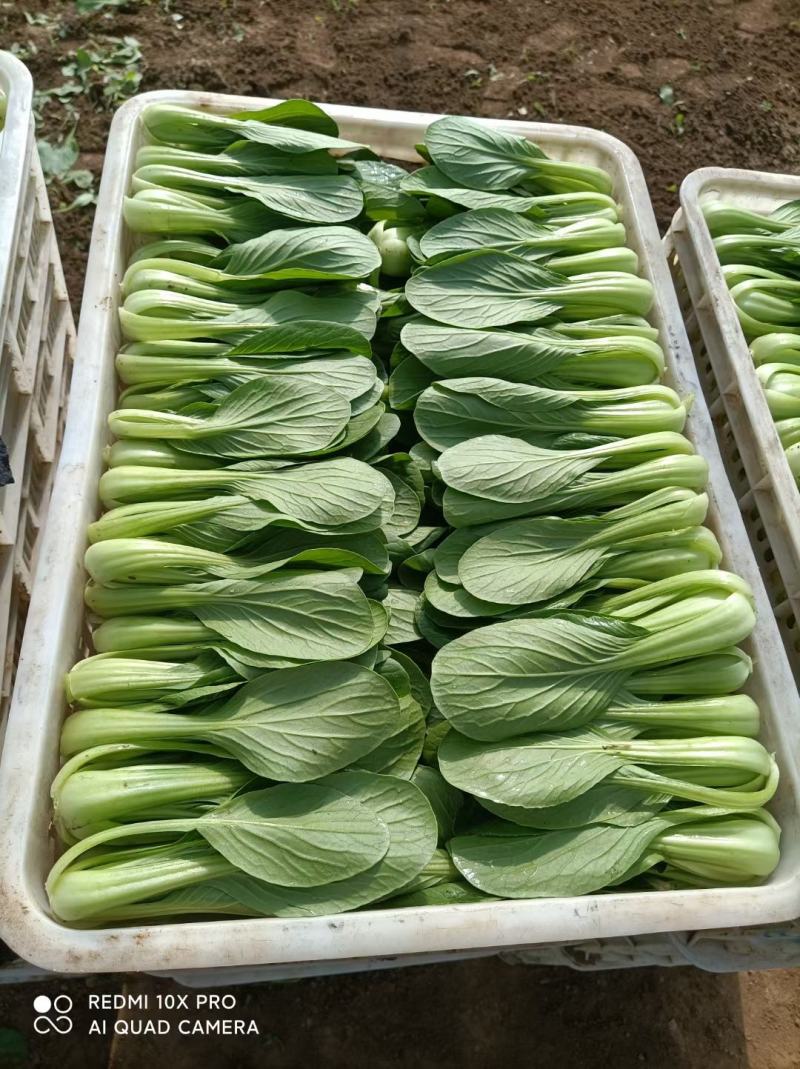 精选箱装，上海青，小白菜