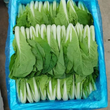 精选箱装，上海青，小白菜
