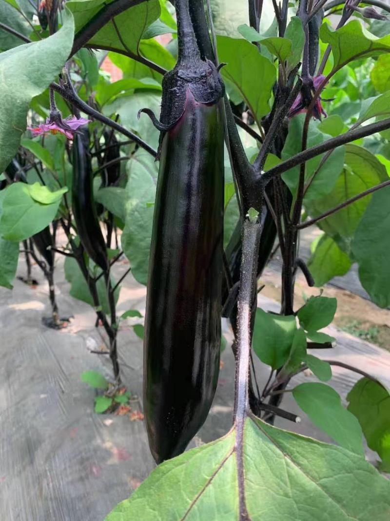 耐热长墨茄种子黑亮形长茄种子颜色黑亮耐热高秧茄子种子