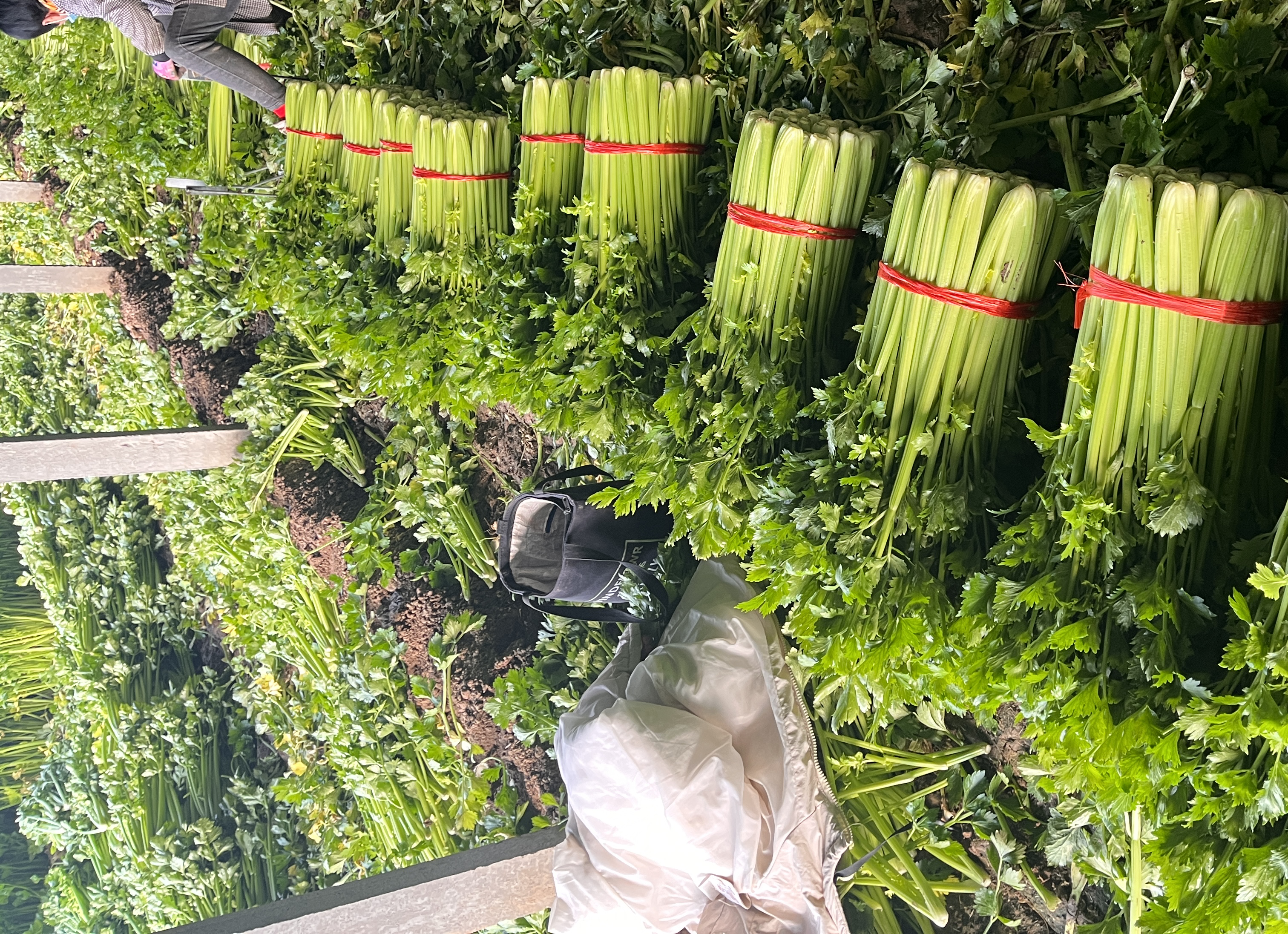 西芹与普通芹菜对比图