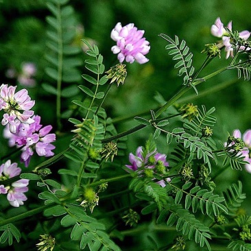 小冠花种子多年生牧草花卉多变绣球花种籽园林绿化护坡固土地