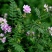 小冠花种子多年生牧草花卉多变绣球花种籽园林绿化护坡固土地