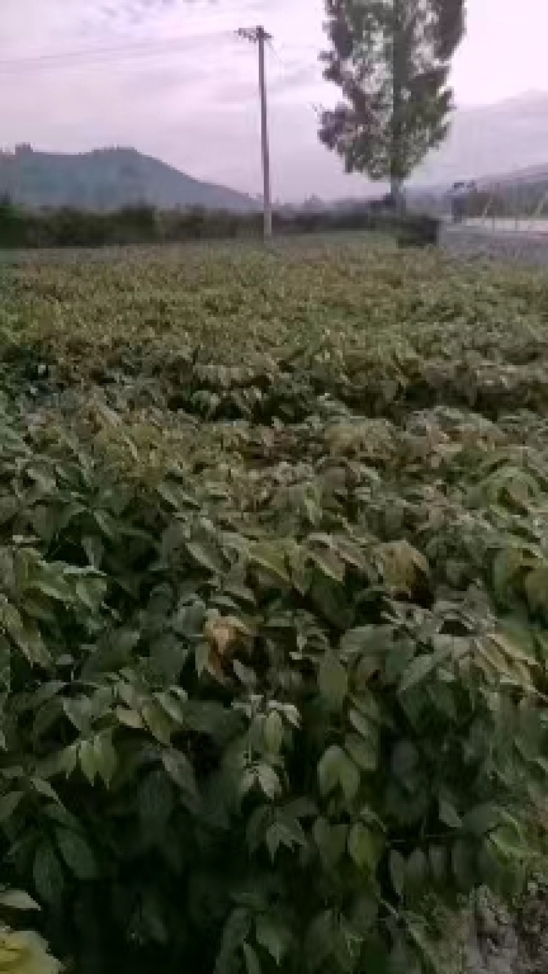 钩藤苗
