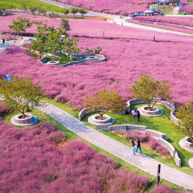 粉黛乱子草种子多年生毛芒乱子草花海四季易活耐寒庭院网红草