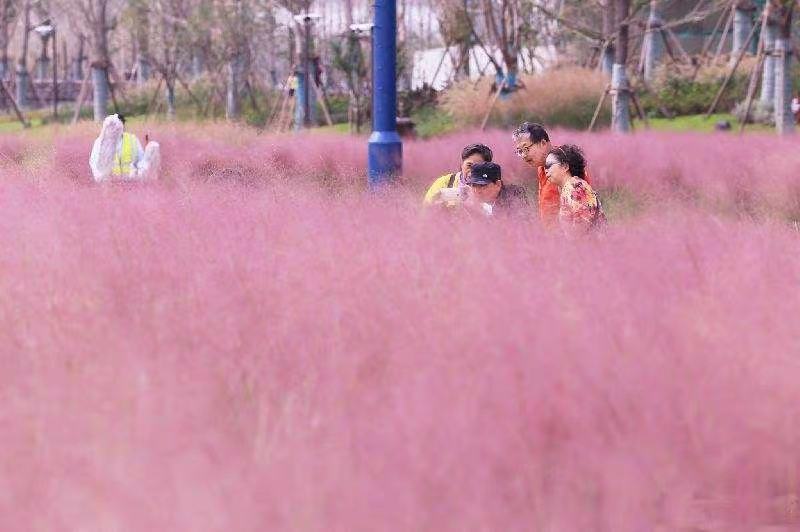 粉黛乱子草种子多年生毛芒乱子草花海四季易活耐寒庭院网红草