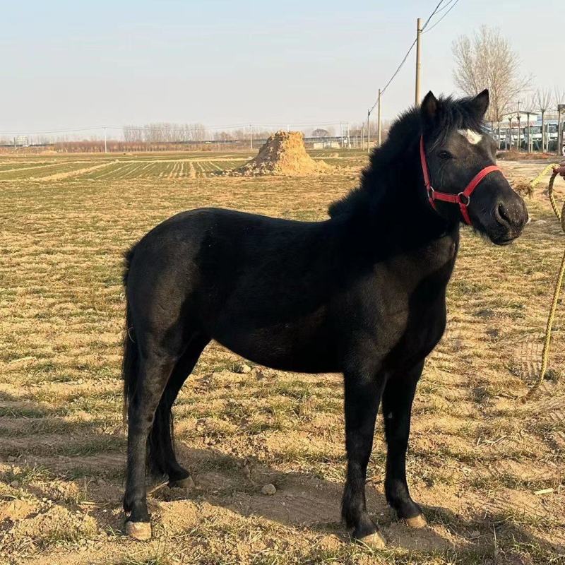 矮马矮脚马德保矮马马驹矮马马驹乘骑马儿童乘骑马迷你马
