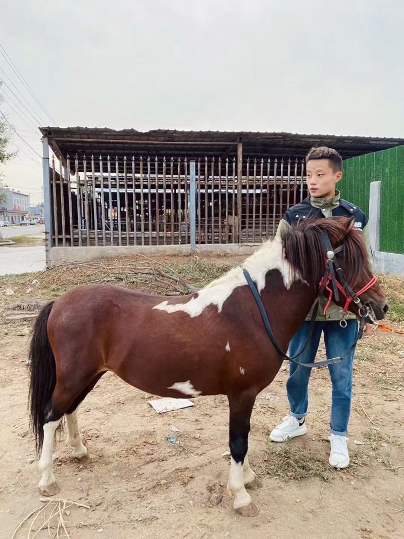 矮马矮脚马德保矮马马驹矮马马驹乘骑马儿童乘骑马迷你马
