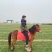 矮马矮脚马德保矮马马驹矮马马驹乘骑马儿童乘骑马迷你马