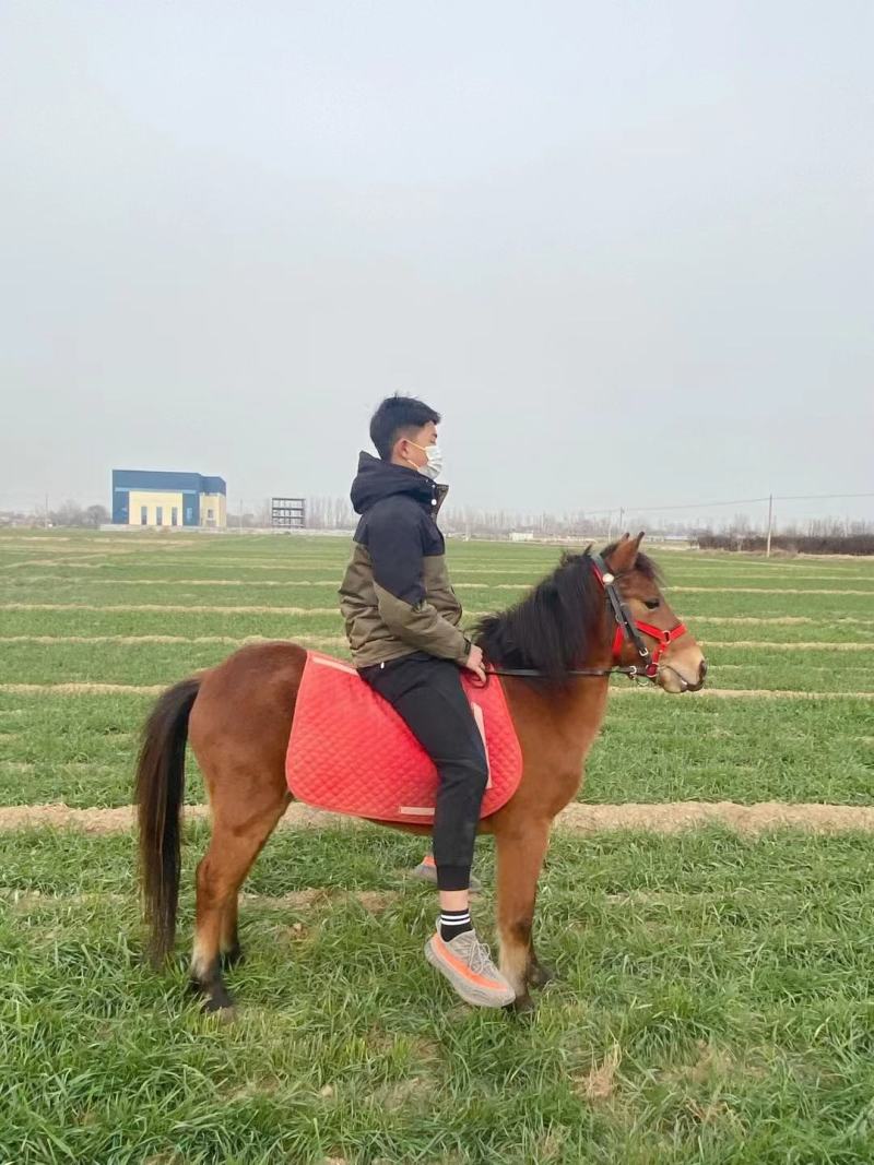 矮马矮脚马德保矮马马驹矮马马驹乘骑马儿童乘骑马迷你马