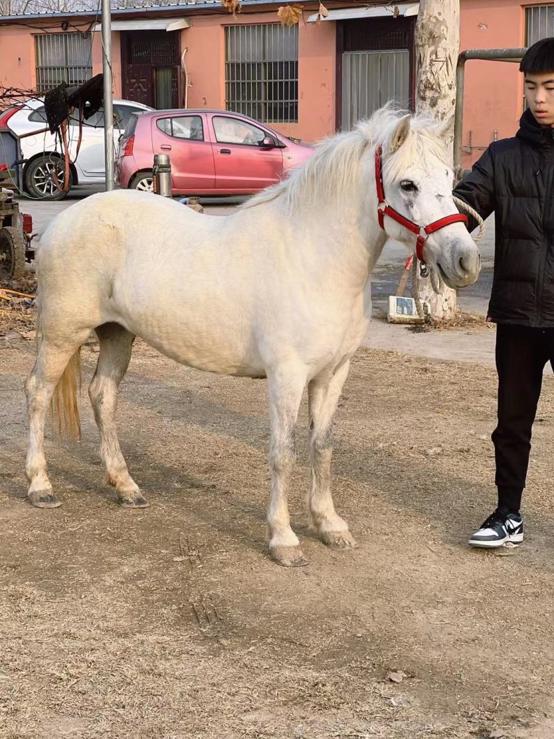 矮马矮脚马德保矮马马驹矮马马驹乘骑马儿童乘骑马迷你马
