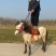 矮马矮脚马德保矮马马驹矮马马驹乘骑马儿童乘骑马迷你马