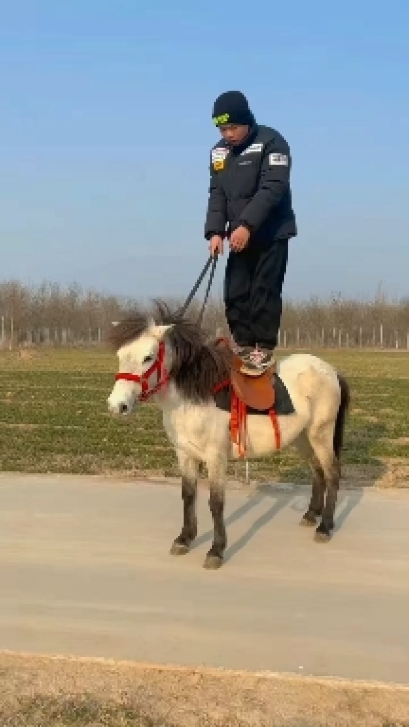 矮马矮脚马德保矮马马驹矮马马驹乘骑马儿童乘骑马迷你马
